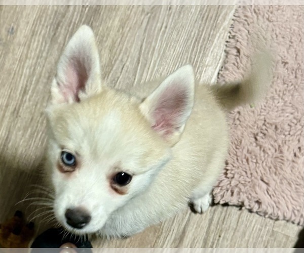 Medium Photo #147 Pomsky Puppy For Sale in LOVELAND, CO, USA