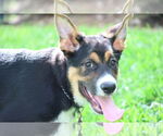 Small #1 German Shepherd Dog Mix