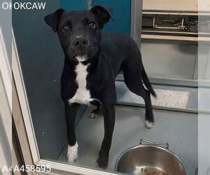 Mutt Dogs for adoption in Oklahoma City, OK, USA