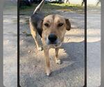 Small Labrador Retriever Mix