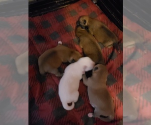 Shiba Inu Puppy for sale in BERESFORD, SD, USA