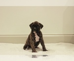 Small Photo #11 Boxer Puppy For Sale in DENVER, PA, USA