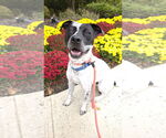 Small #5 American Pit Bull Terrier-Pointer Mix