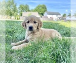 Puppy Glimmer Golden Retriever
