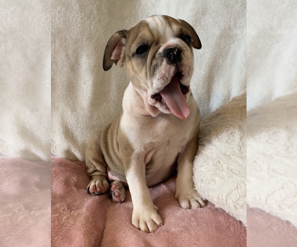 Medium Photo #19 English Bulldog Puppy For Sale in CHARLESTON, SC, USA