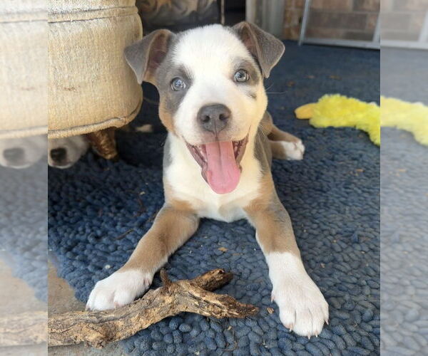 Medium Photo #9 Australian Shepherd-Unknown Mix Puppy For Sale in OKLAHOMA CITY, OK, USA