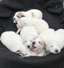 Great Pyrenees Puppy for sale in SOLDOTNA, AK, USA