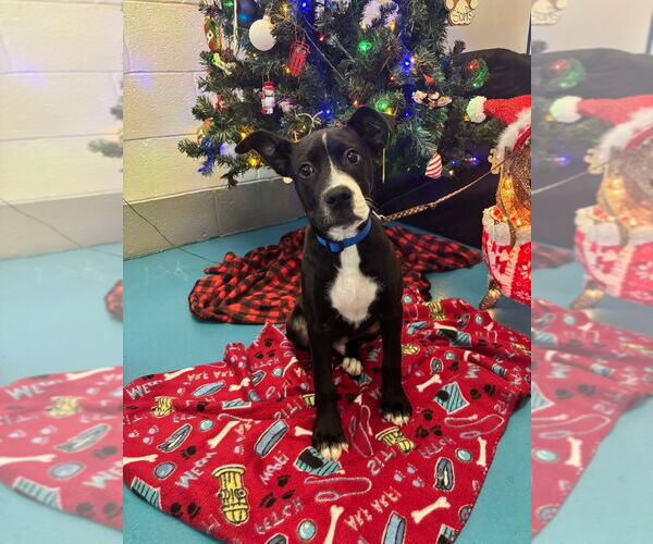 Medium Photo #5 Mutt Puppy For Sale in Muskegon, MI, USA