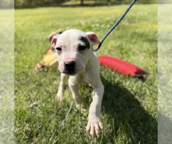 Medium Photo #3 Boxer-Unknown Mix Puppy For Sale in Yardley, PA, USA