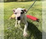 Small #2 Boxer Mix