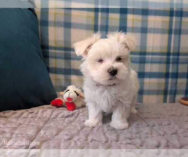 Medium Photo #8 Maltese Puppy For Sale in OCALA, FL, USA