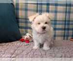 Small Photo #20 Maltese Puppy For Sale in OCALA, FL, USA