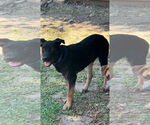 Small Australian Kelpie-German Shepherd Dog Mix