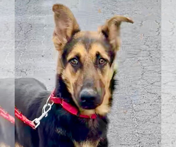 Medium Photo #5 German Shepherd Dog-Unknown Mix Puppy For Sale in Canton, CT, USA