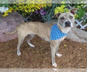 American Pit Bull Terrier-Unknown Mix Dogs for adoption in Oklahoma City, OK, USA