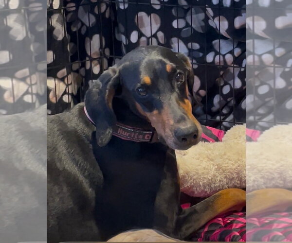 Medium Photo #4 Doberman Pinscher Puppy For Sale in Minneaoplis, MN, USA