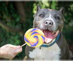 Small #2 Staffordshire Bull Terrier