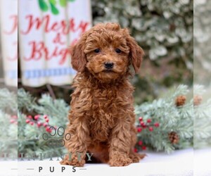 Goldendoodle (Miniature) Puppy for sale in EAST EARL, PA, USA