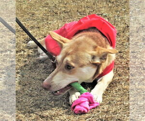 Layla - Female Catahoula Leopard Dog-Siberian Husky Mix Dog for Adoption - Photo #4