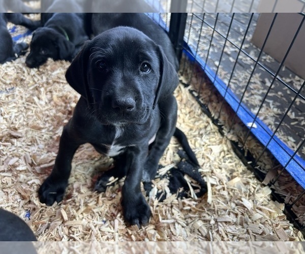 Medium Photo #15 German Shorthaired Lab Puppy For Sale in TACOMA, WA, USA