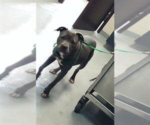 Mutt Dogs for adoption in Fayetteville, NC, USA