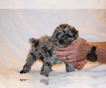 Small #12 Poodle (Toy)