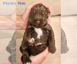 Puppy Rolo Miniature Labradoodle