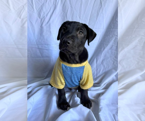 Medium Photo #1 Labrador Retriever-Unknown Mix Puppy For Sale in NYC, NY, USA