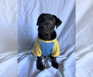 Labrador Retriever-Unknown Mix Dogs for adoption in NYC, NY, USA