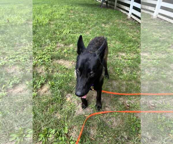 Medium Photo #7 Mutt Puppy For Sale in Stevens Point, WI, USA