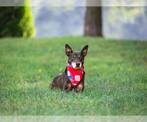Feist Terrier-Unknown Mix Dogs for adoption in Unionville, PA, USA