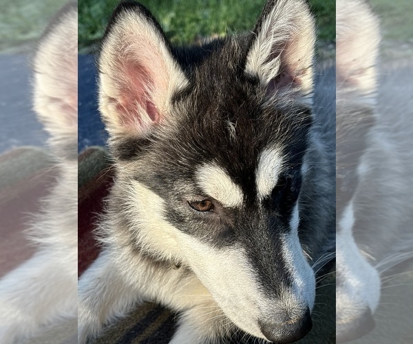 Medium Photo #7 Alaskan Husky-Alaskan Malamute Mix Puppy For Sale in CANASTOTA, NY, USA
