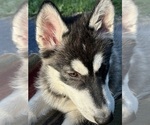Small #6 Alaskan Husky-Alaskan Malamute Mix