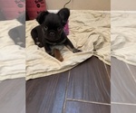 Small Photo #12 French Bulldog Puppy For Sale in MANTECA, CA, USA