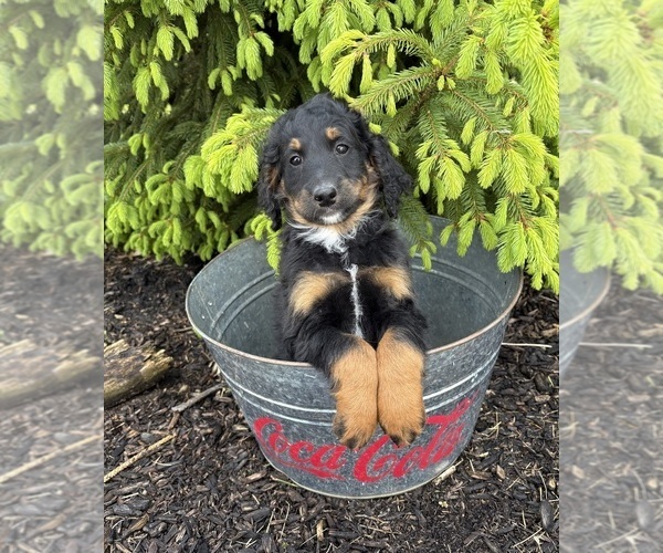 Medium Photo #4 Bernedoodle Puppy For Sale in MIDDLEBURY, IN, USA