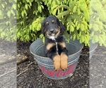 Small #3 Bernedoodle