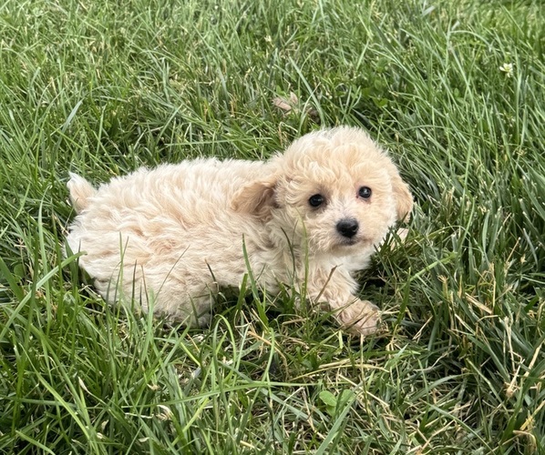 Medium Photo #3 Bichpoo Puppy For Sale in CANOGA, NY, USA