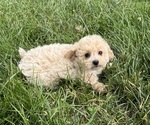Small #2 Bichpoo