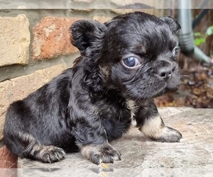 PuppyFinder.com - View Ad: Listing Cocker Spaniel Puppy for Sale ADN ...