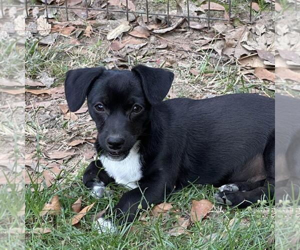 Medium Photo #4 Dachshund-Unknown Mix Puppy For Sale in Yardley, PA, USA