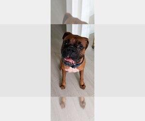 Boxer Dogs for adoption in Austin, TX, USA