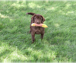 Small #2 Labrador Retriever