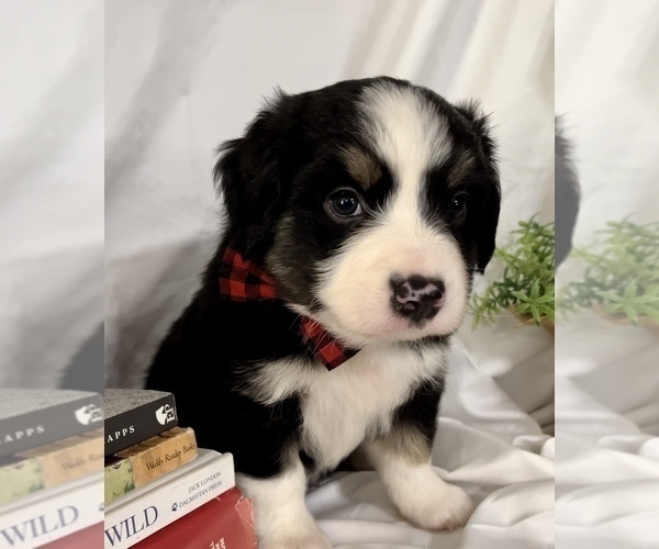 Medium Photo #5 Miniature Australian Shepherd Puppy For Sale in E LAURINBURG, NC, USA