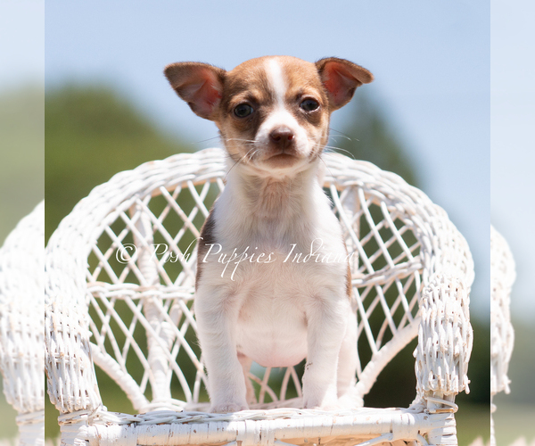 Medium Photo #5 Chihuahua Puppy For Sale in WARSAW, IN, USA