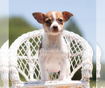 Small #4 Chihuahua