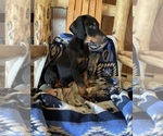 Small Photo #3 Doberman Pinscher Puppy For Sale in BOUCKVILLE, NY, USA