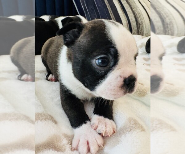 Medium Photo #6 Boston Terrier Puppy For Sale in CARMICHAEL, CA, USA