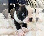 Small Photo #6 Boston Terrier Puppy For Sale in CARMICHAEL, CA, USA