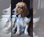 Small #1 Beagle