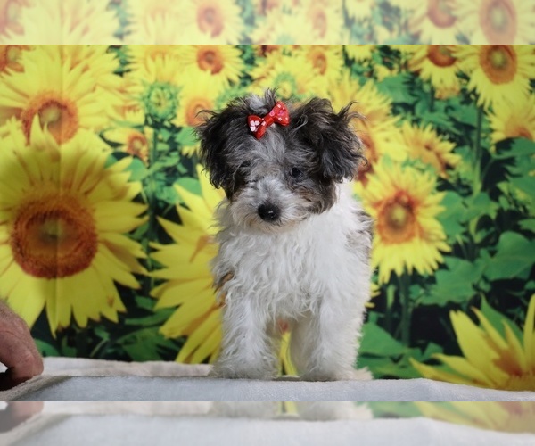 Medium Photo #29 Goldendoodle (Miniature) Puppy For Sale in DYERSBURG, TN, USA